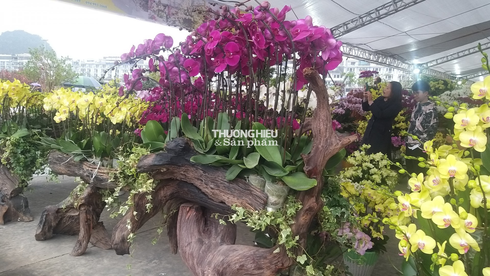 Chiêm ngưỡng siêu phẩm cây cảnh tại Hội hoa xuân - trưng bày sinh vật cảnh ở Quảng Ninh