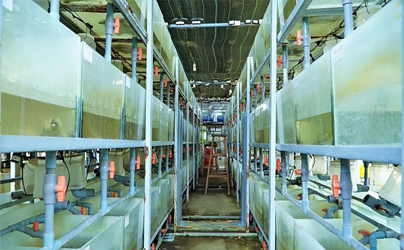 Trại nuôi cua đinh trong bể kính của anh Hồ. Trại nuôi cua đinh trong bể kính của anh Hồ.