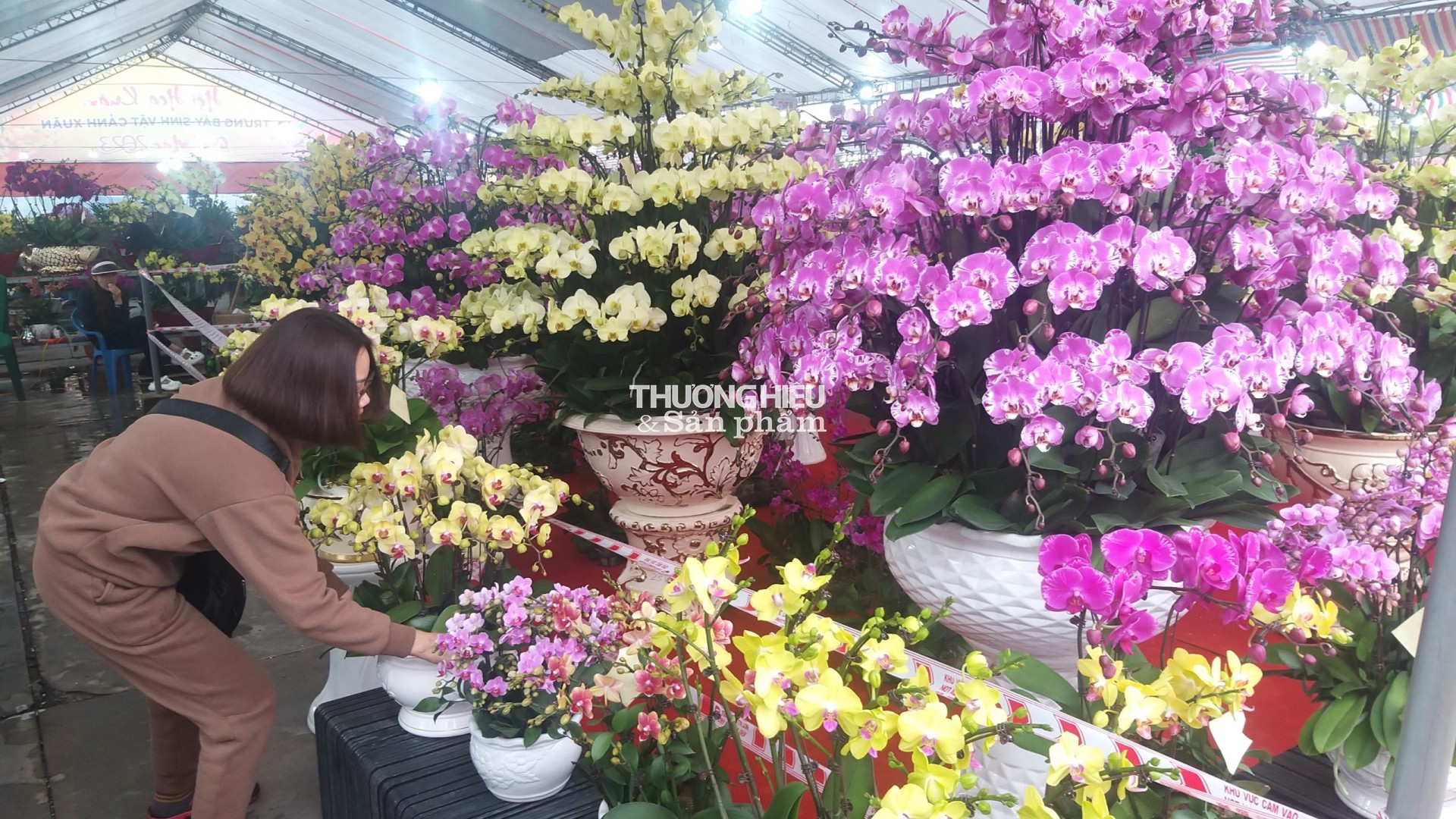 Chiêm ngưỡng siêu phẩm cây cảnh tại Hội hoa xuân - trưng bày sinh vật cảnh ở Quảng Ninh