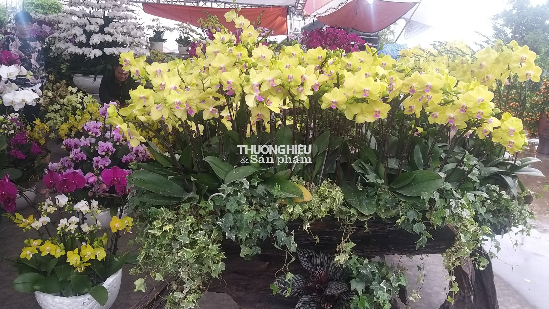 Chiêm ngưỡng siêu phẩm cây cảnh tại Hội hoa xuân - trưng bày sinh vật cảnh ở Quảng Ninh