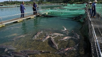 Nuôi loài cá “quý tộc” tính tình đỏng đảnh, anh nông dân cầm chắc tiền tỷ mỗi vụ