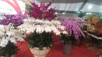 Chiêm ngưỡng "siêu phẩm" Lan Hồ Điệp tại Hội hoa xuân - trưng bày sinh vật cảnh