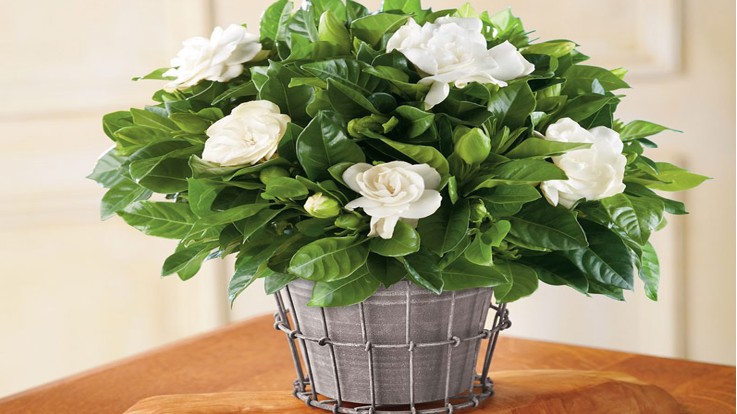 Những loại cây cảnh chưng tết vừa mang lại tài lộc lại có lợi cho sức khỏe