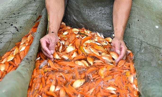 Những mẻ lưới cá chép đỏ trị giá trăm triệu, cá lên đã có thương lái chờ sẵn.