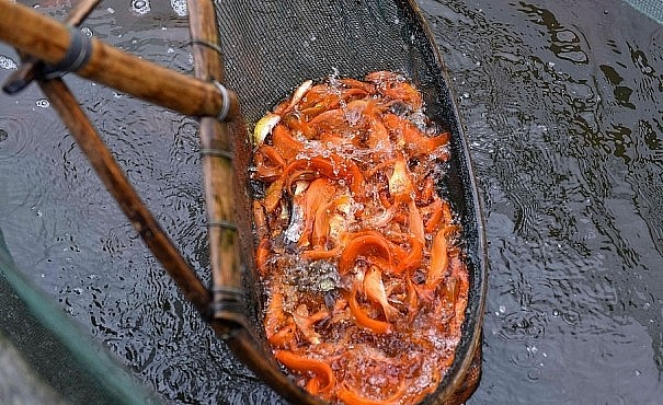 Việc chăm sóc cá chép đỏ phải cẩn thận, công phu để cá không bị dịch bệnh.