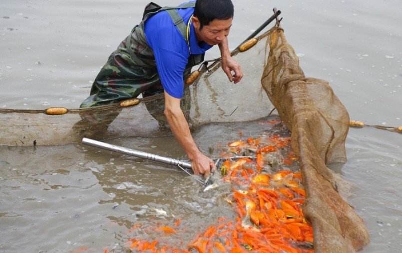 Giá cá chép đỏ hiện nay vào khoảng 80 - 120.000 đồng/kg tùy loại.