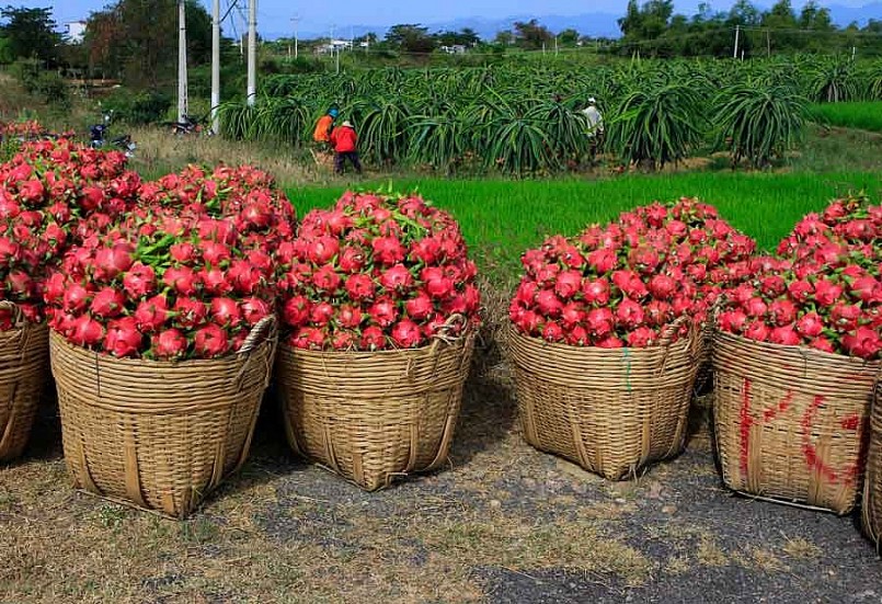 Giá thanh long tăng cao
