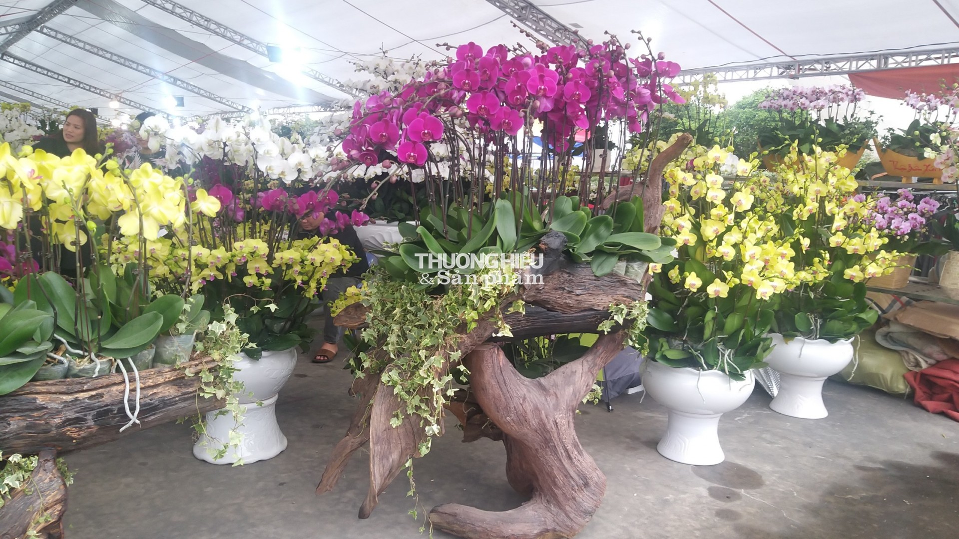 Chiêm ngưỡng siêu phẩm cây cảnh tại Hội hoa xuân - trưng bày sinh vật cảnh ở Quảng Ninh