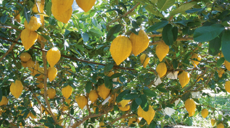 Loại quả xưa rụng đầy gốc không ai hái, nay "lên đời" thành đặc sản đắt đỏ