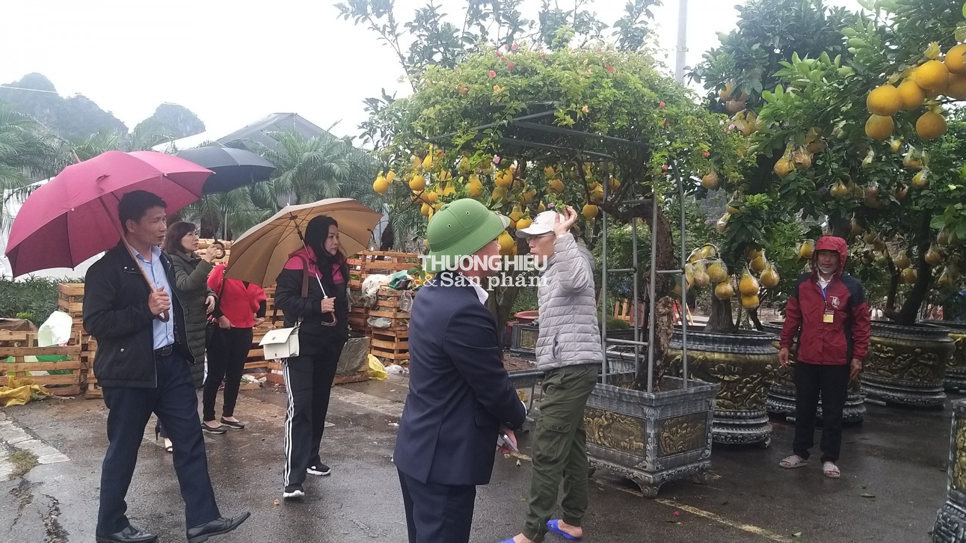 Siêu phẩm những cây bonsai tại Hội hoa xuân - trưng bày sinh vật cảnh