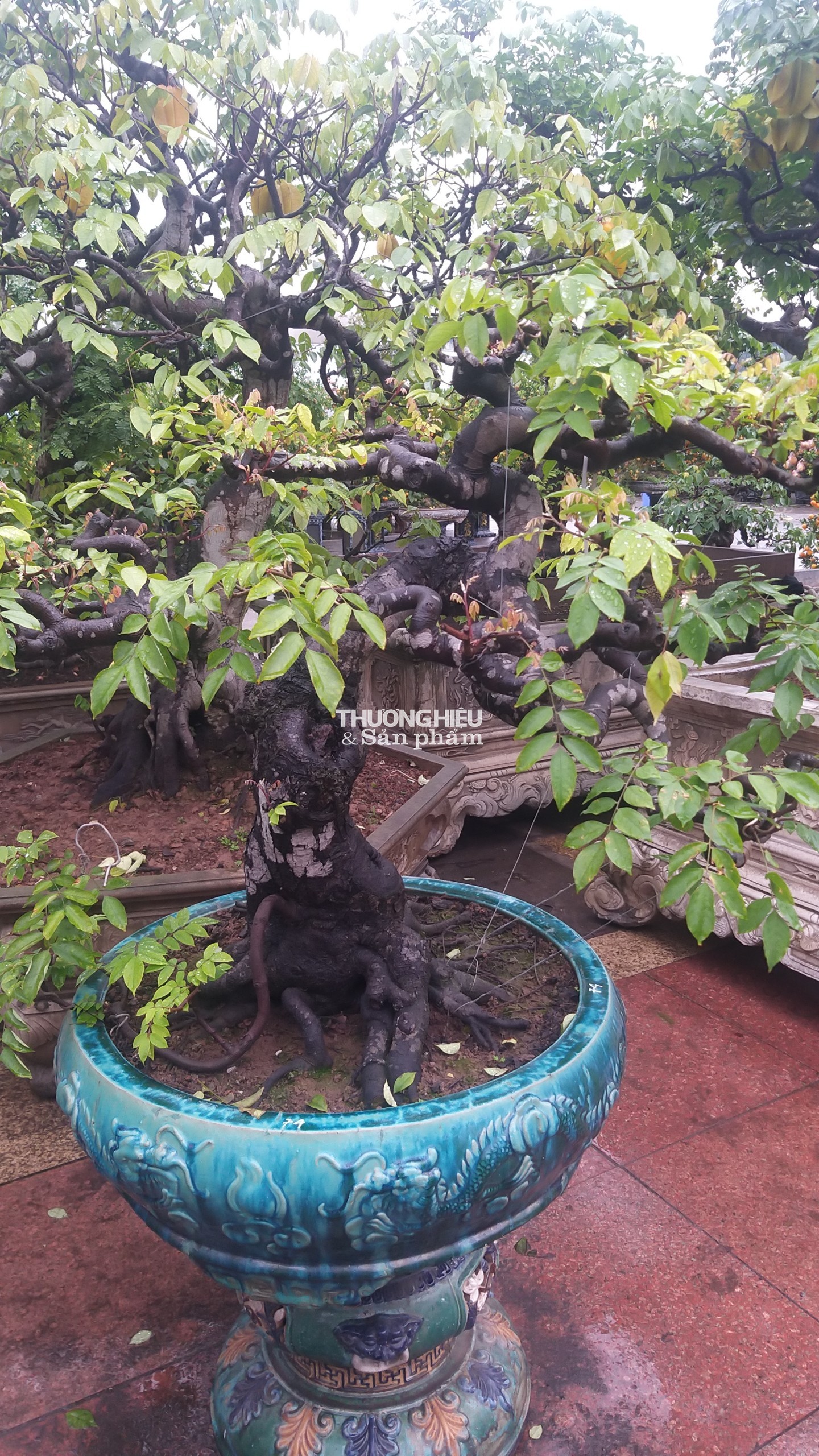 Siêu phẩm những cây bonsai tại Hội hoa xuân - trưng bày sinh vật cảnh