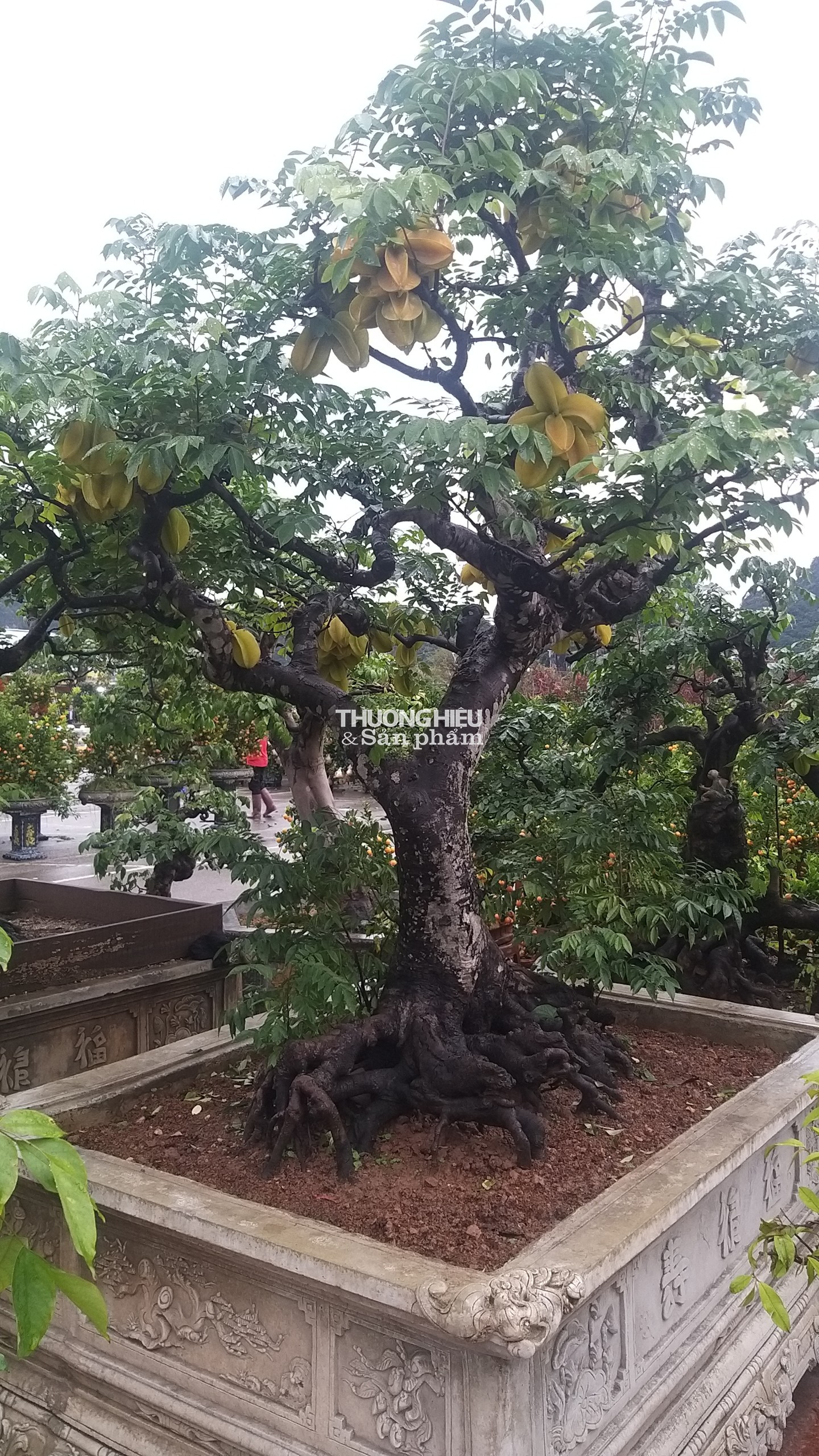 Siêu phẩm những cây bonsai tại Hội hoa xuân - trưng bày sinh vật cảnh