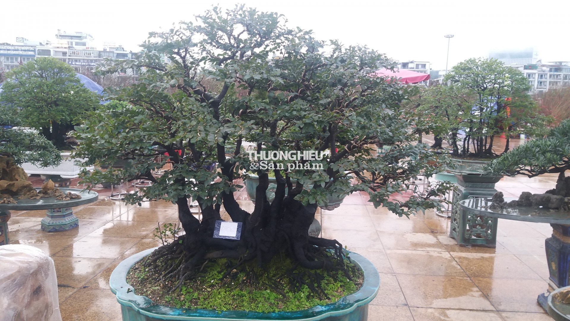 Siêu phẩm những cây bonsai tại Hội hoa xuân - trưng bày sinh vật cảnh