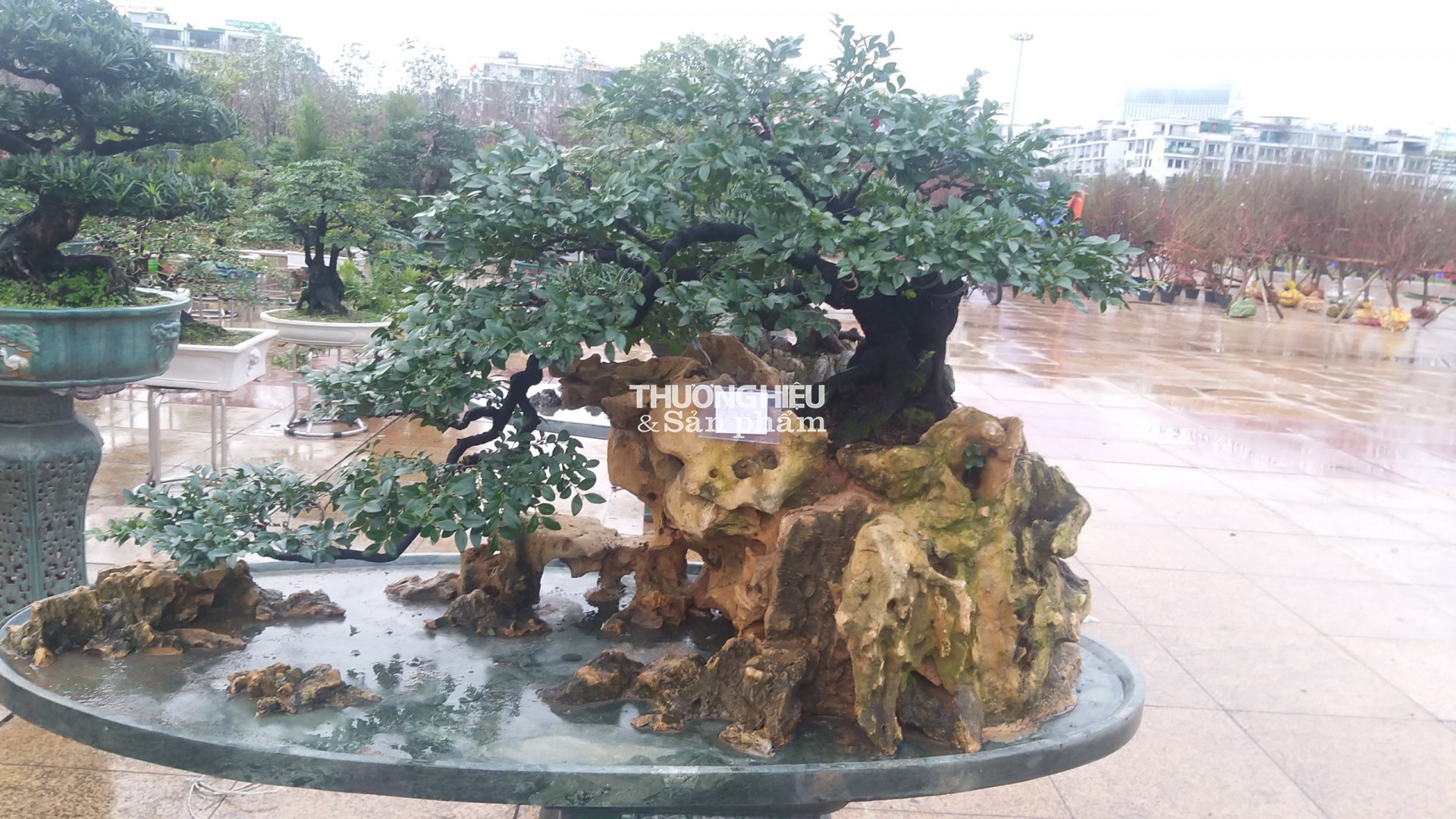 Siêu phẩm những cây bonsai tại Hội hoa xuân - trưng bày sinh vật cảnh