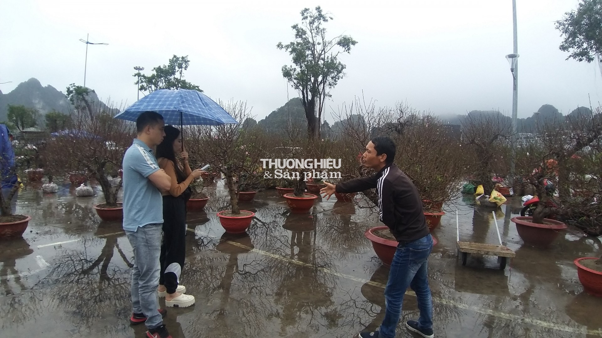 Siêu phẩm những cây bonsai tại Hội hoa xuân - trưng bày sinh vật cảnh