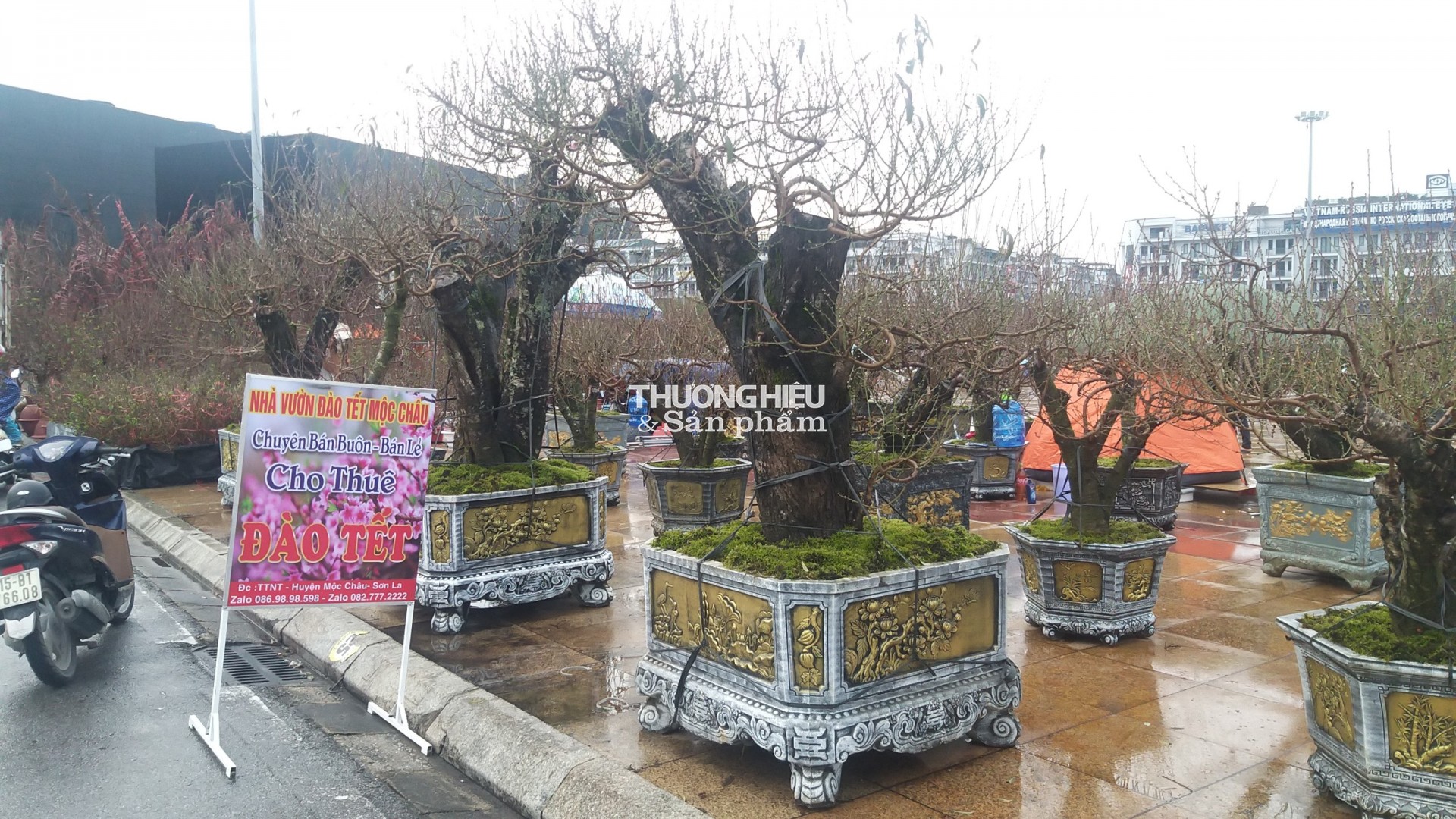 Siêu phẩm những cây bonsai tại Hội hoa xuân - trưng bày sinh vật cảnh