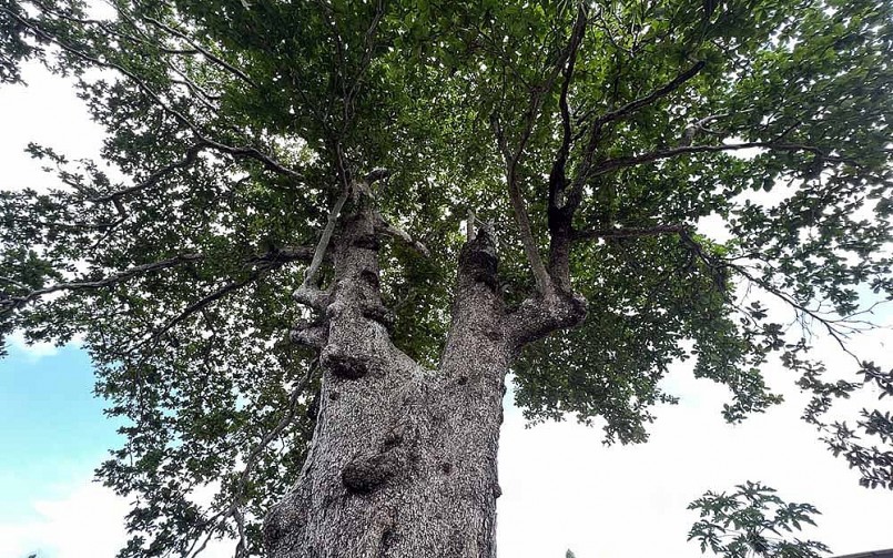 Có lúc, người ta cũng thấy cây bàng xác xơ trụi lá, nhưng rồi năm qua tháng lại, cây vẫn khỏe mạnh, cho ra nhiều trái và ươm mầm thành nhiều cây con. 