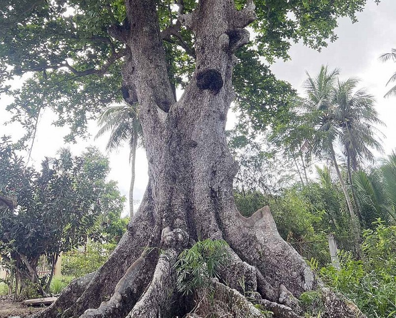 Hiện trong sân đình chỉ còn cây bàng bà “mồ côi bạn”.