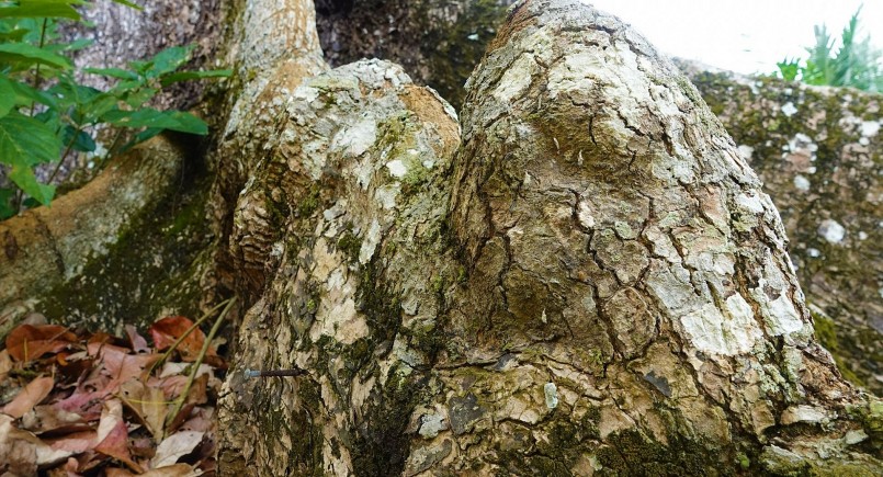 Có một ngôi đền ở Sóc Trăng có hai cây bàng đá cổ thụ hàng trăm tuổi nơi lưu giữ những chuyện ly kỳ.