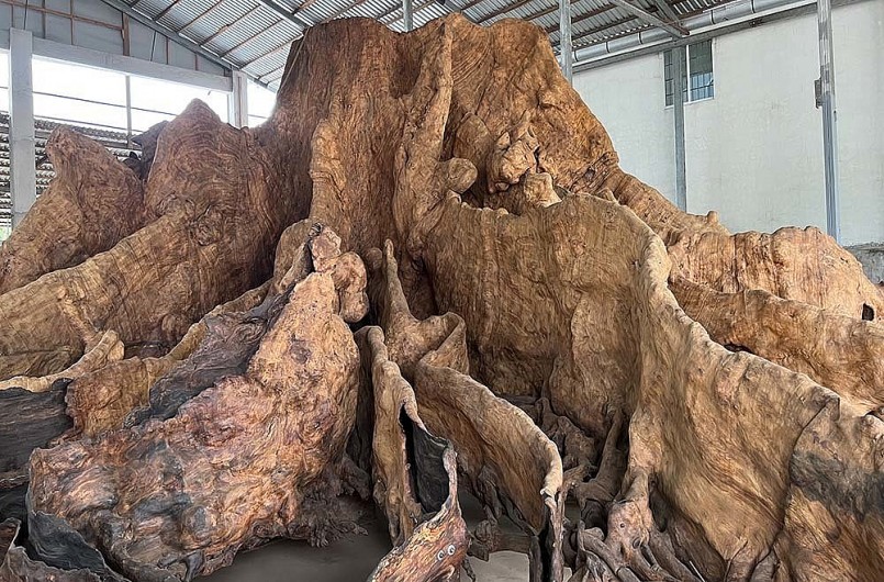 Gốc cây bàng đá khổng lồ của ông Mai Kiên.