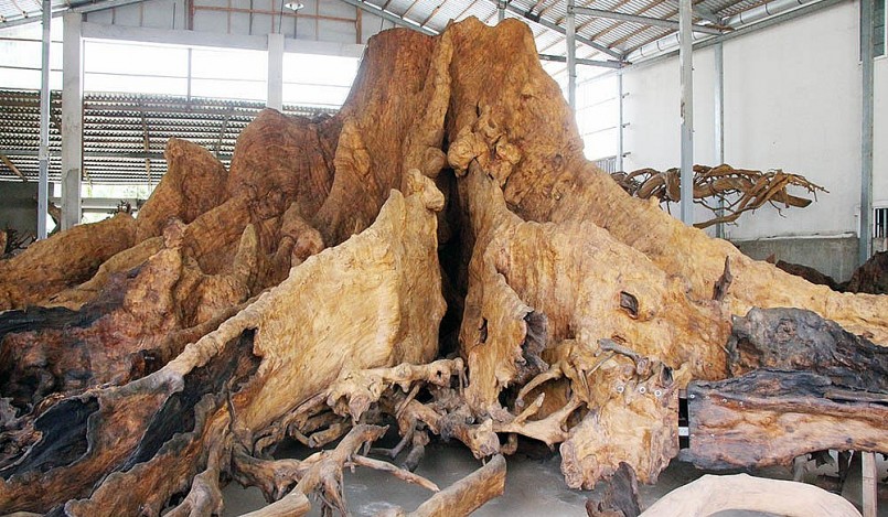 Hiện gốc bàng đá “báu vật” độc nhất vô nhị đang được ông Kiên trưng bày trên đường Tôn Đức Thắng (phường 5, TP Sóc Trăng).