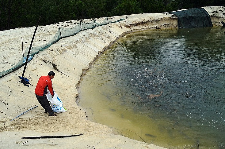 Nuôi cá lóc đã mang lại thu nhập ổn định cho người dân Ngư Thủy Bắc Nuôi cá lóc đã mang lại thu nhập ổn định cho người dân Ngư Thủy Bắc