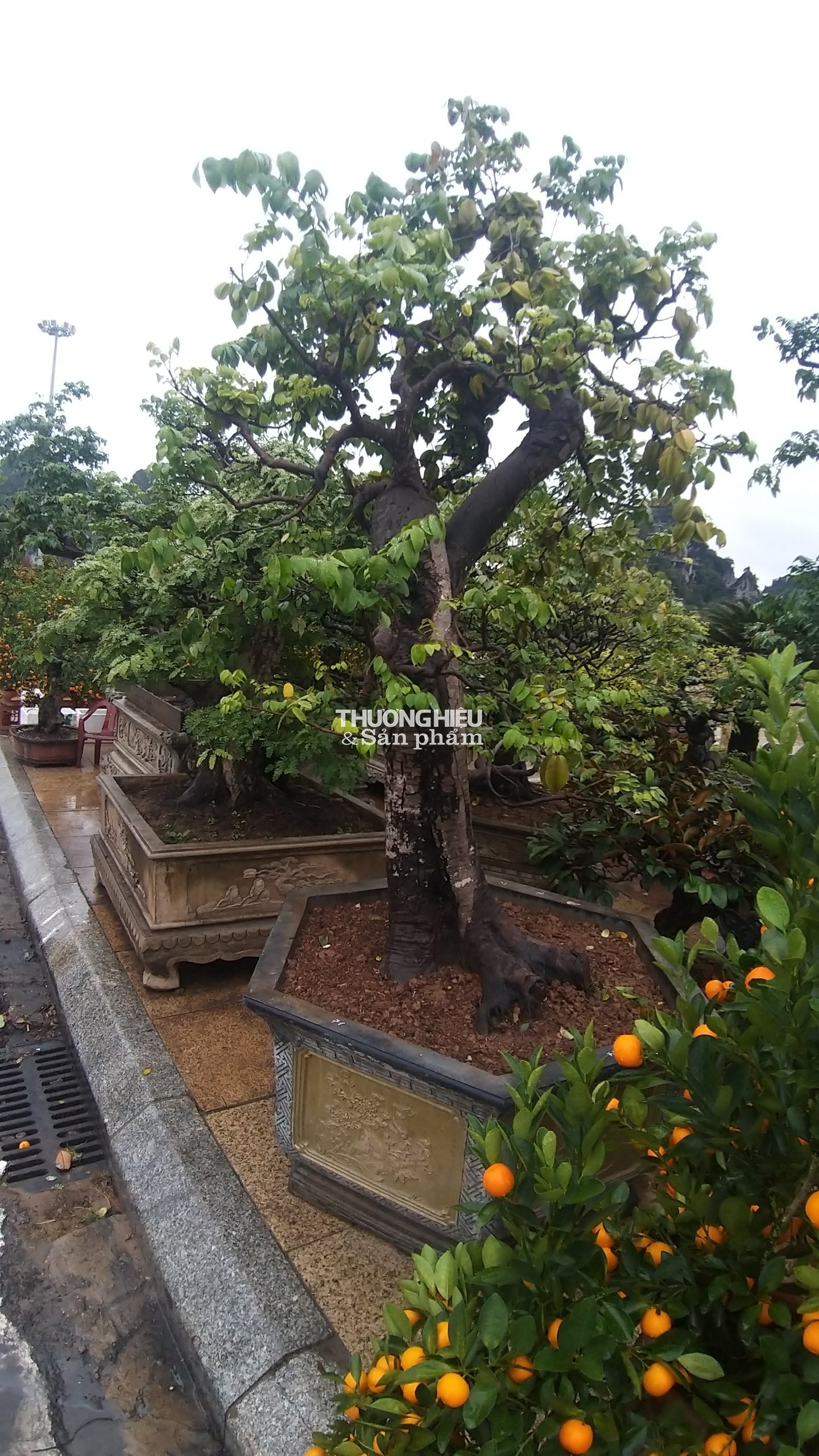 Siêu phẩm những cây bonsai tại Hội hoa xuân - trưng bày sinh vật cảnh