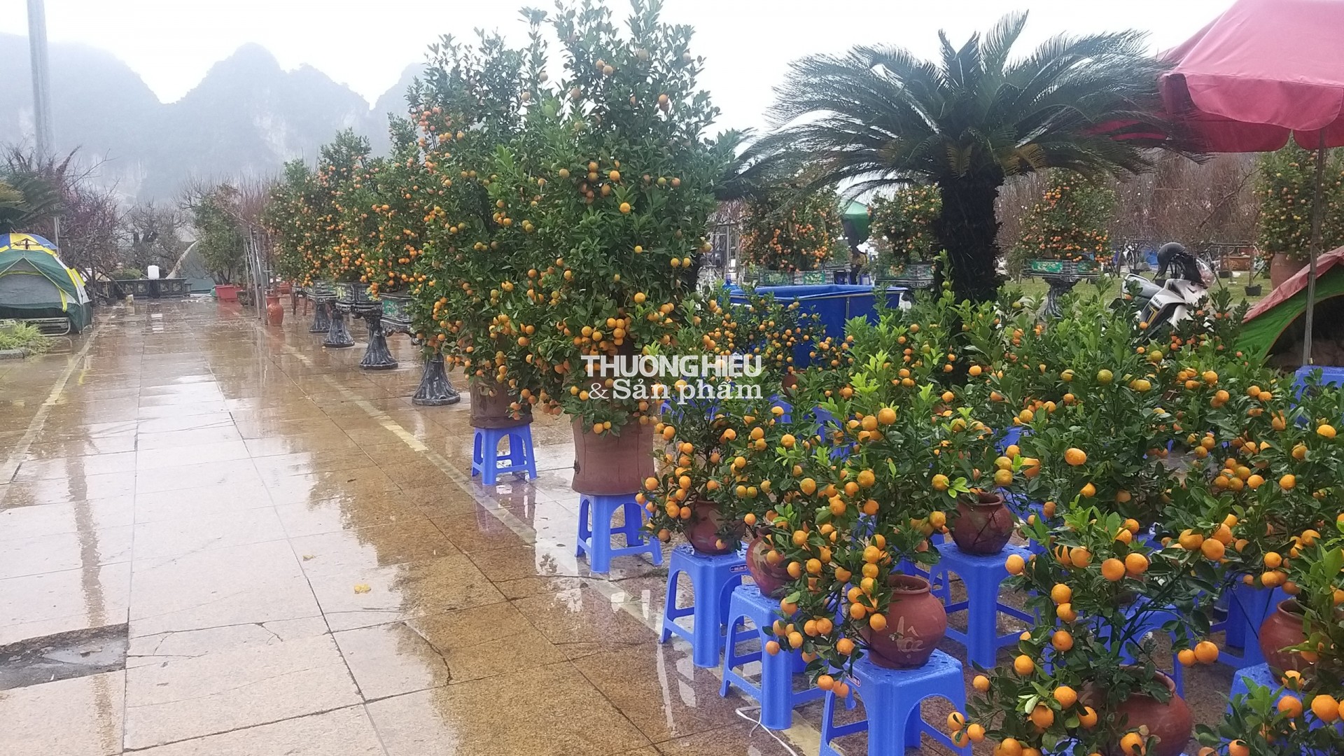 Siêu phẩm những cây bonsai tại Hội hoa xuân - trưng bày sinh vật cảnh