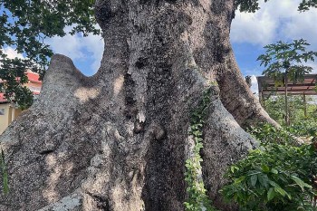 Chuyện ly kỳ về cây cổ thụ khổng lồ bàng đá ông - bàng đá bà mồ côi bạn