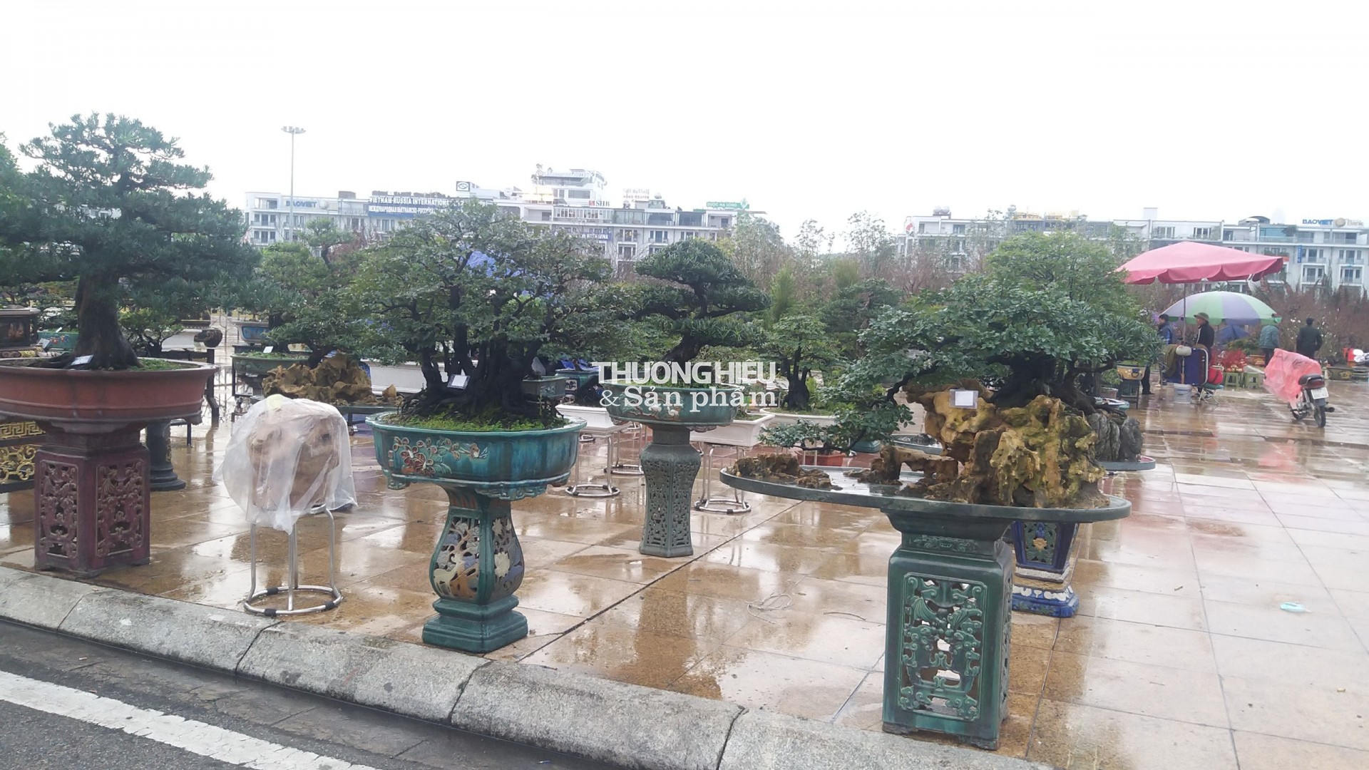 Siêu phẩm những cây bonsai tại Hội hoa xuân - trưng bày sinh vật cảnh