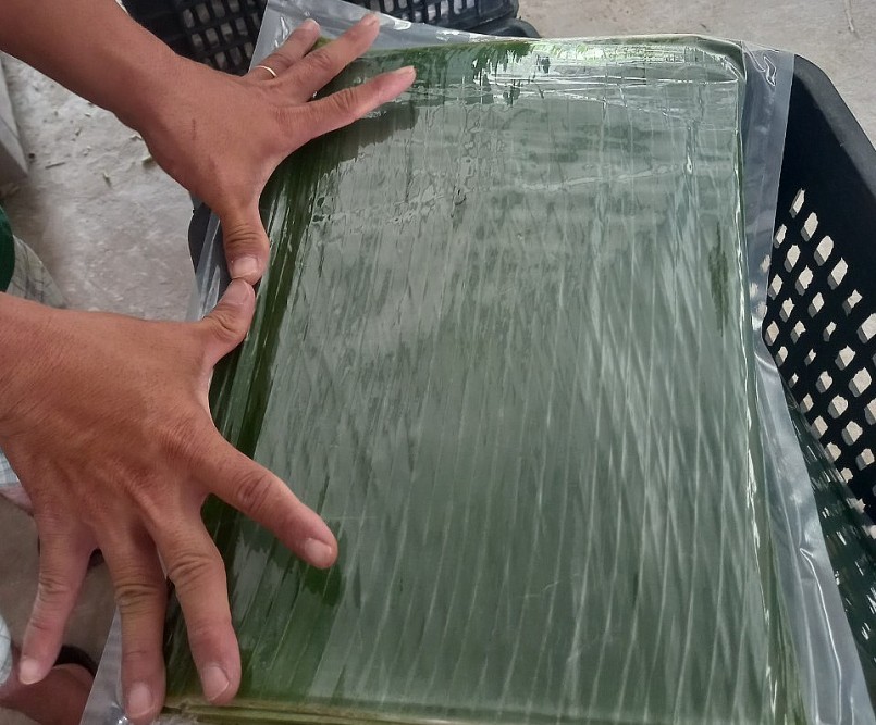 Doanh nghiệp xuất khẩu lá chuối với giá xuất đi hiện dao động 22.000-33.000 đồng/kg tùy loại.