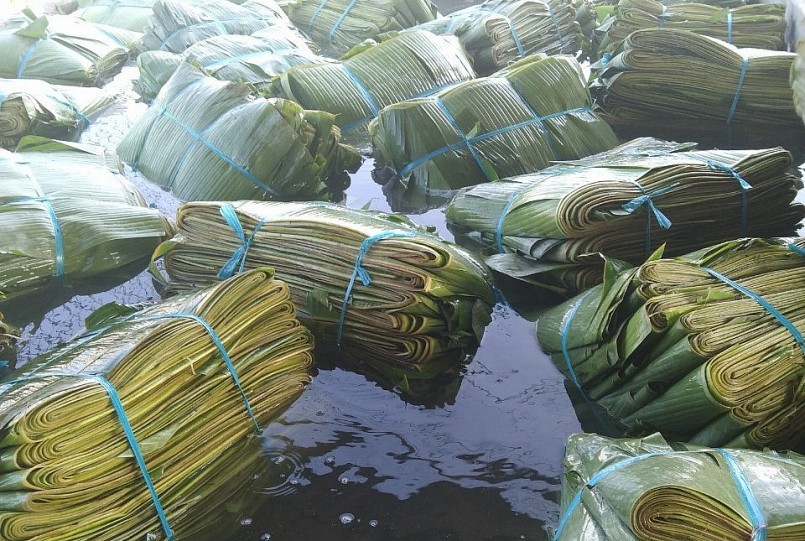 Lá chuối với rất nhiều công dụng trong đời sống hàng ngày như dùng trong làm bánh, bọc thực phẩm,….