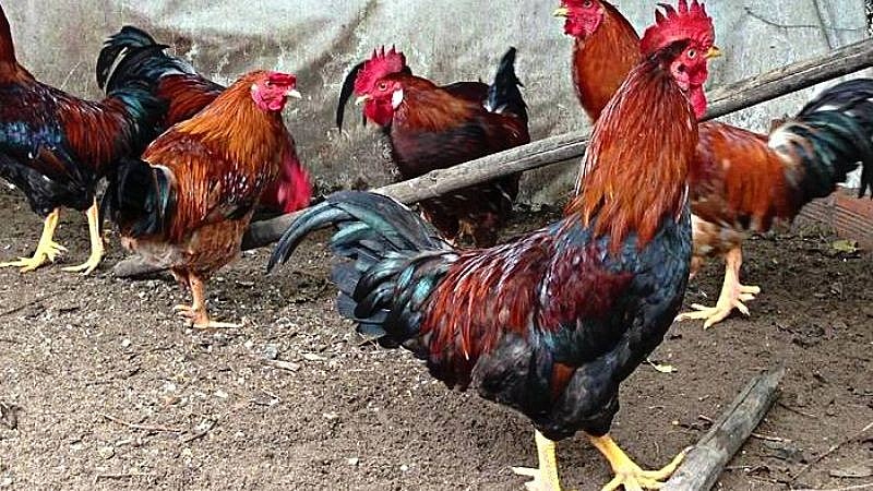 Gà mía thịt thơm ngọt tự nhiên Gà mía thịt thơm ngọt tự nhiên