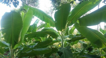 Kinh ngạc chỉ tận dụng thứ bỏ đi của cây chuối đem xuất khẩu thu trăm tỷ mỗi năm