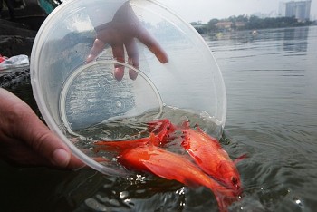 Vì sao ông Công ông Táo chỉ cưỡi cá chép chầu trời?