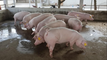 Giá heo hơi hôm nay 14/1 giảm nhẹ ở miền Nam, có nên quyết giữ đàn heo qua tết chờ giá lên?