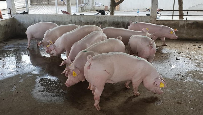 Giá heo hơi hôm nay (14/1) giảm nhẹ ở miền Nam, các địa phương khác vẫn duy trì mức giá cũ. 