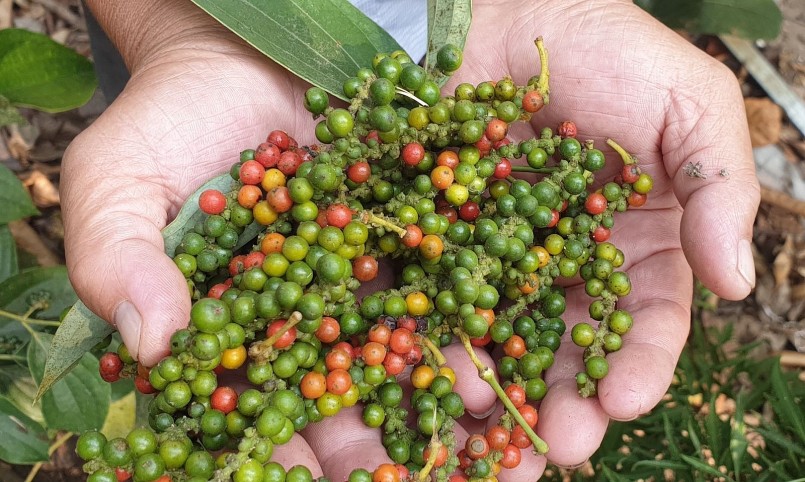 Giá hồ tiêu vẫn chờ những tín hiệu mới, động lực tăng vẫn còn.