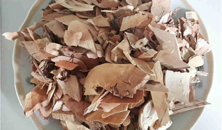 Phần rễ được thu hái và phơi khô để dùng làm vị thuốc chữa bệnh