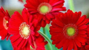 Ý nghĩa của hoa đồng tiền trong ngày Tết cổ truyền