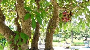 Cây sung mang nhiều ý nghĩa tốt đẹp cho một năm mới