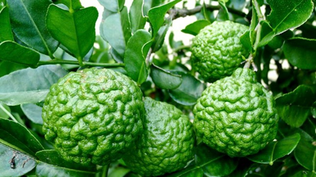 Loại quả xưa có đầy không ai hái, giờ thành đặc sản nổi tiếng hấp dẫn chị em