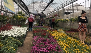 Đã Tết ông Táo ‘thủ phủ’ hoa miền Bắc buồn hiu hắt hạ giá kịch sàn vẫn ế