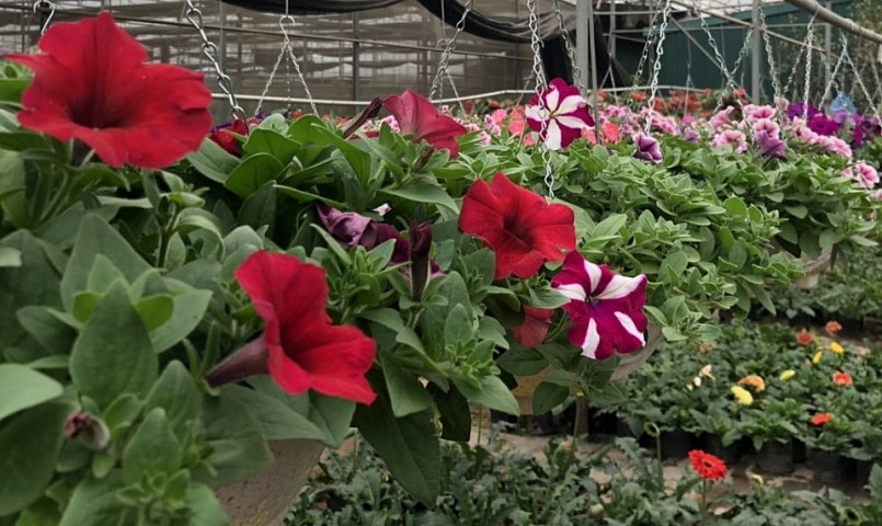 Loại hoa bình dân như dạ yến thảo được nhiều khách lựa chọn vì vừa đẹp, vừa rẻ lại chơi được lâu.