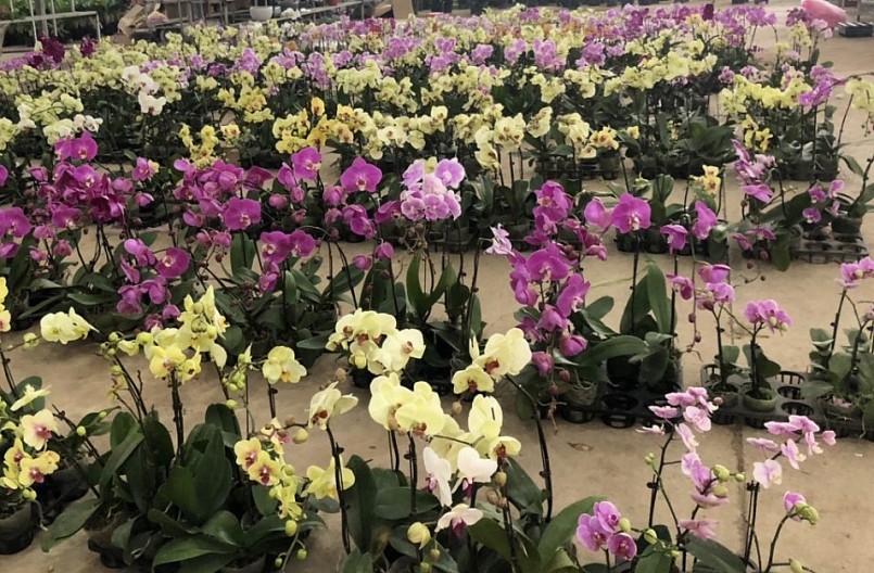 Hoa lan kén khách vì giá khá đắt đỏ. Mỗi cành hoa có giá 120-130 nghìn đồng. Như vậy, 1 chậu hoa vài cành cũng có giá tiền triệu.