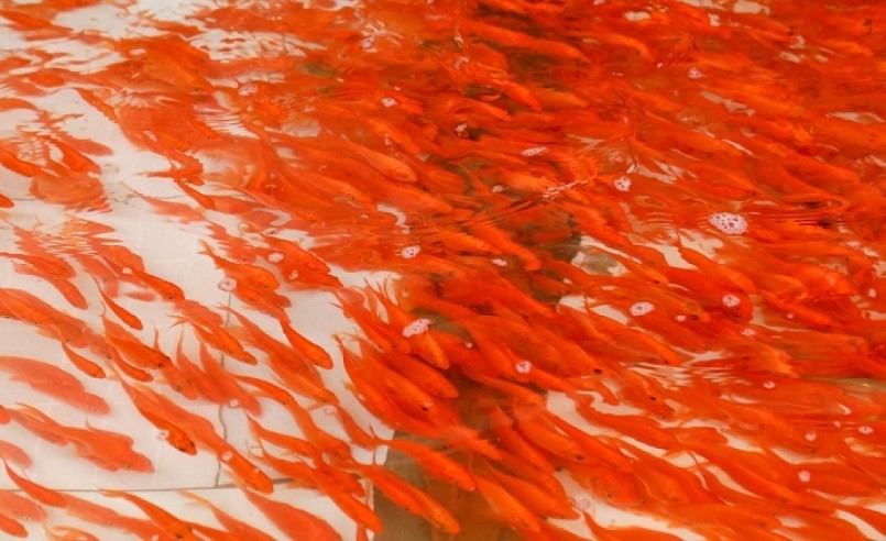 Trong ngày Tết ông Công ông Táo cá chép đỏ rực từ ao tới chợ. Năm nay người nuôi lãi lớn, thương lái khó khăn. Trong ngày Tết ông Công ông Táo cá chép đỏ rực từ ao tới chợ. Năm nay người nuôi lãi lớn, thương lái khó khăn.