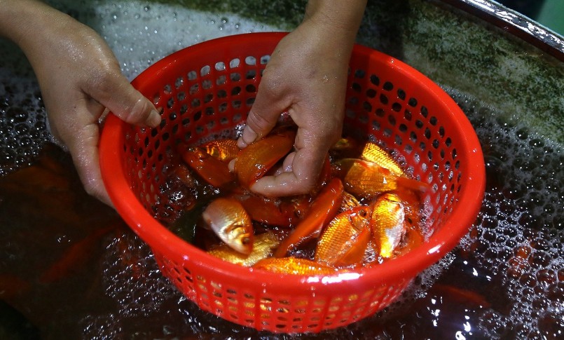 Giá cá chép đỏ tại chợ năm nay giảm mạnh do nhu cầu ít hơn mọi năm. Giá cá chép đỏ tại chợ năm nay giảm mạnh do nhu cầu ít hơn mọi năm.