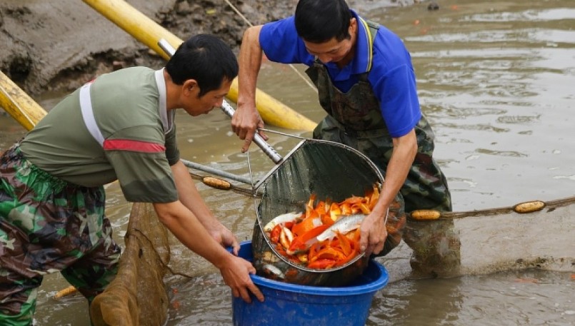 Vào những ngày này, gần như lúc nào người nông dân cũng ở dưới ao, tất bật kéo lưới vớt cá lên. Vào những ngày này, gần như lúc nào người nông dân cũng ở dưới ao, tất bật kéo lưới vớt cá lên.