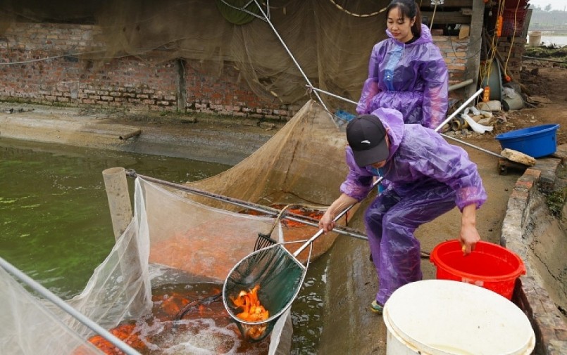 Giá cá chép đỏ năm nay mua buôn tại ao có giá cao, người nuôi có lợi nhuận lớn. Giá cá chép đỏ năm nay mua buôn tại ao có giá cao, người nuôi có lợi nhuận lớn.