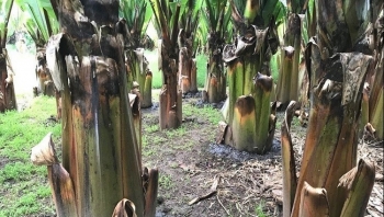 Kinh ngạc với cây thực phẩm thần kỳ cho 100 triệu người, giống loại cây dùng làm thức ăn cho lợn